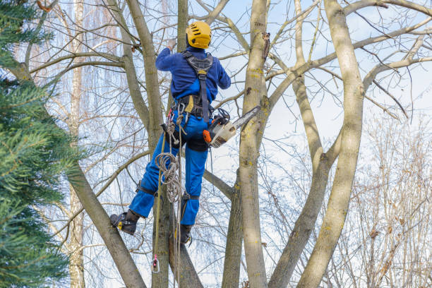 How Our Tree Care Process Works  in  Central, LA